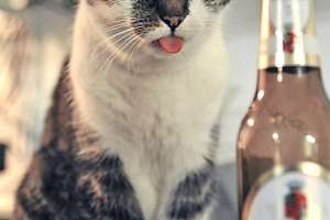 酒瓶を見て舌を出す猫