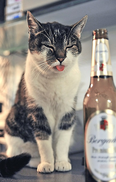 酒瓶を見て舌を出す猫