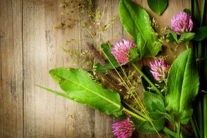 「植物系」ウイスキーはハーブ好きの方におすすめ