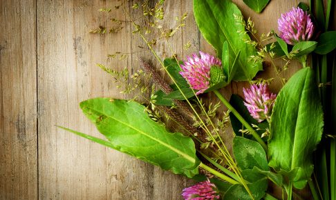 「植物系」ウイスキーはハーブ好きの方におすすめ