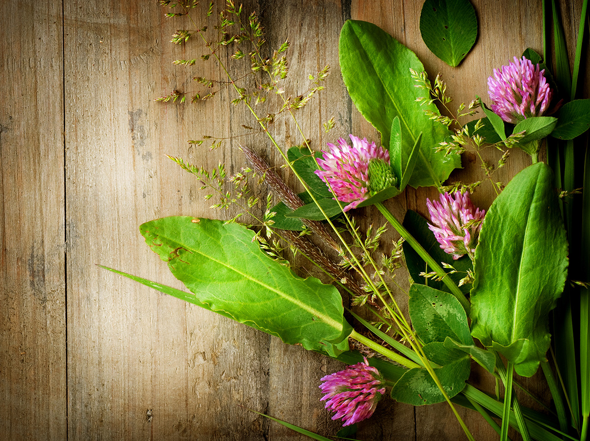 「植物系」ウイスキーはハーブ好きの方におすすめ