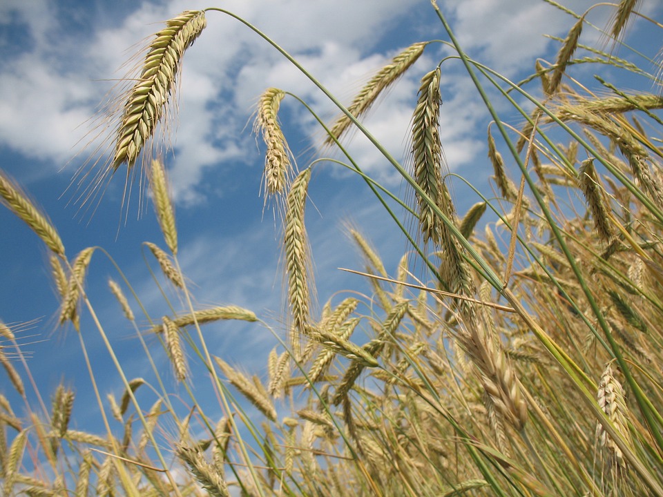 小麦の特徴