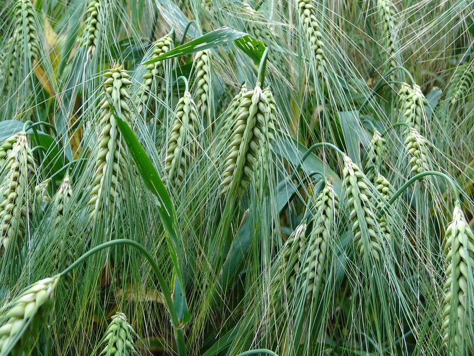 大麦の特徴