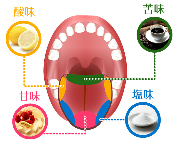 味覚分布図