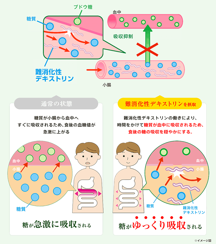 ヘルスマネージ大麦若葉青汁の難消化性デキストリンの作用