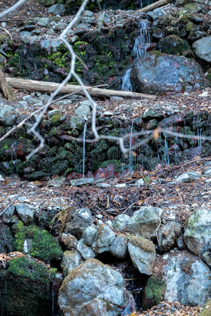 深々と、そして津々と溢れ出る木賊の水